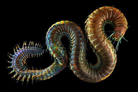 Worm Wiki .